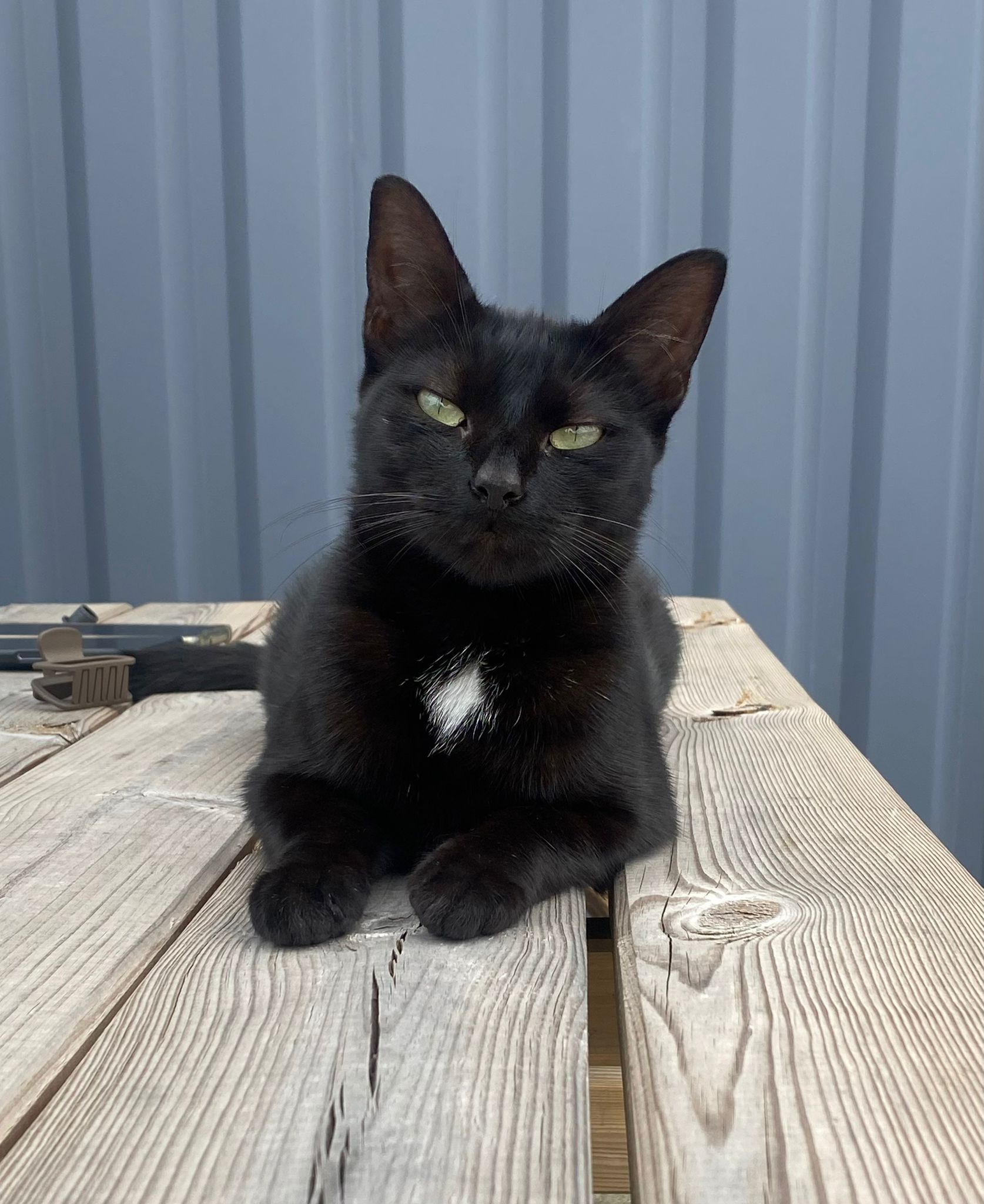 MiouMiou: l&rsquo;anti-stress félin qui réchauffe l&rsquo;ambiance de travail.